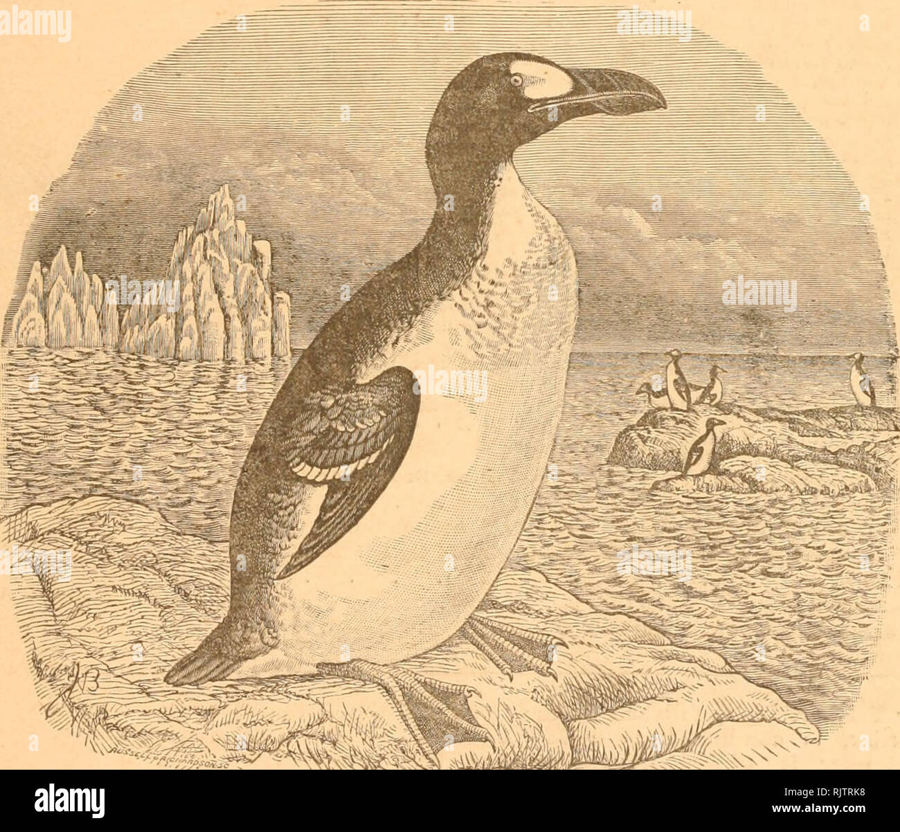 . The Auk. Birds. Old Series, Vol. XI CONTINUATION OF THE BULLETIN OF THE NUTTALL ORNITHOLOGICAL CLUB New Series, Vol. Ill The Auk ^ ^^uartcrl^ 3jOiirnal of €&gt;rnitl)olog^ Vol. Ill — octobeh, isss— No. 4:. PUBLISHED FOR The American Ornithologists) NEW YORK nil. S. FOSTER,. Please note that these images are extracted from scanned page images that may have been digitally enhanced for readability - coloration and appearance of these illustrations may not perfectly resemble the original work.. American Ornithologists' Union. Washington, D. C. : American Ornithologists' Union, etc. Stock Photo