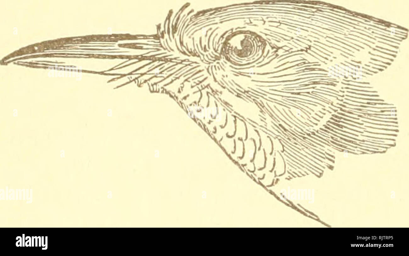 . The Auk. Birds. 370 Cory on the Birds of the West Indies. [July Sp. Char. Male:—Above bright green; thi-oat dark crimson ; the feathers sliglitly touched with white; underparts white; flanks pinkish; under wing- and tail-coverts pale yellow; a line of white extending from the base of the mandible, separating the colors of the head and throat, becoming grayish as it reaches the sides of the neck; entire upper mandible and terminal half of lower mandible dark brown ; legs black. The sexes are similar. Length, 4; wing, 190; tail, 1.50; tarsus, .45; bill, .60; width of bill at middle, . 12. Habi Stock Photo