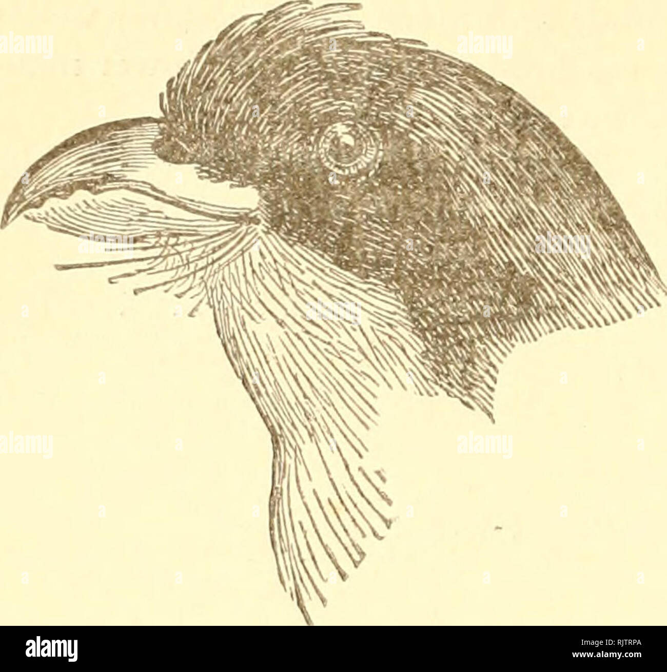 . The Auk. Birds. .{6o Cory 07i the Birds of the West Tndies. [July Priotelus temnurus (Temm.). Tt-ogon tfmnnrns Temm. PI. Col. No. 326 (1S20-39). — Vigors, Zool. Journ.1827, p. 443.—Gould, Mon. Trog. pt. II (1S35).— D'Orb. in La Sagra's Hist. Nat. I^s. Cuba,Ois.p. 165(1840).—GuNDL. Journ. Bost. Soc. Nat. Hist. VI, p. 319 (1857). Priotelus temnnrns Bp. Consp. I, p. 150 (1S50). GUNDL. J. f. O. 1856, p. 106.—Brewer, Pr. Bost. Soc. Nat. Hist. VII, p. 307 (1S60). Gr.y, Handl. Bds. I, p. 83. (1869) —GrNDL. Repert. Fisico-Nat. Cuba, I, p. 298 (1S66); ih. J. f. O. 1S74, p. 165. Priofitcies temnurus  Stock Photo