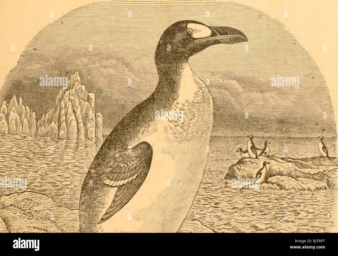 . The Auk. Birds. Old I series,  ol.XIII J CONTINUATION OF THE BULLETIN OF THE NUTTALL ORNITHOLOGICAL CLUB 1 New Series, Vol. V The Auk 51 &lt;Duavtcrl^ Journal of ^rnitljolog^ Vol. V — jxiTrz, isss— ITo. 3. PUBLISHED FOR The American Ornitholo NEW YOR'. Please note that these images are extracted from scanned page images that may have been digitally enhanced for readability - coloration and appearance of these illustrations may not perfectly resemble the original work.. American Ornithologists' Union. Washington, D. C. : American Ornithologists' Union, etc. Stock Photo