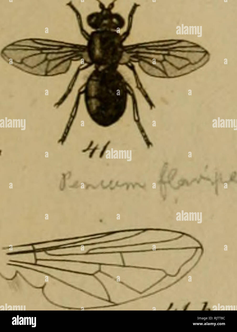 Aufza Hlung Der Chilenischen Dipteren Diptera Entomology Chile A F A R 3fi B A T B Please Note That These Images Are Extracted From Scanned Page Images That May Have Aufza Hlung Der Chilenischen Dipteren Diptera Entomology Chile A F A R 3fi B A T B Please Note That These Images Are Extracted From Scanned Page Images That May Have