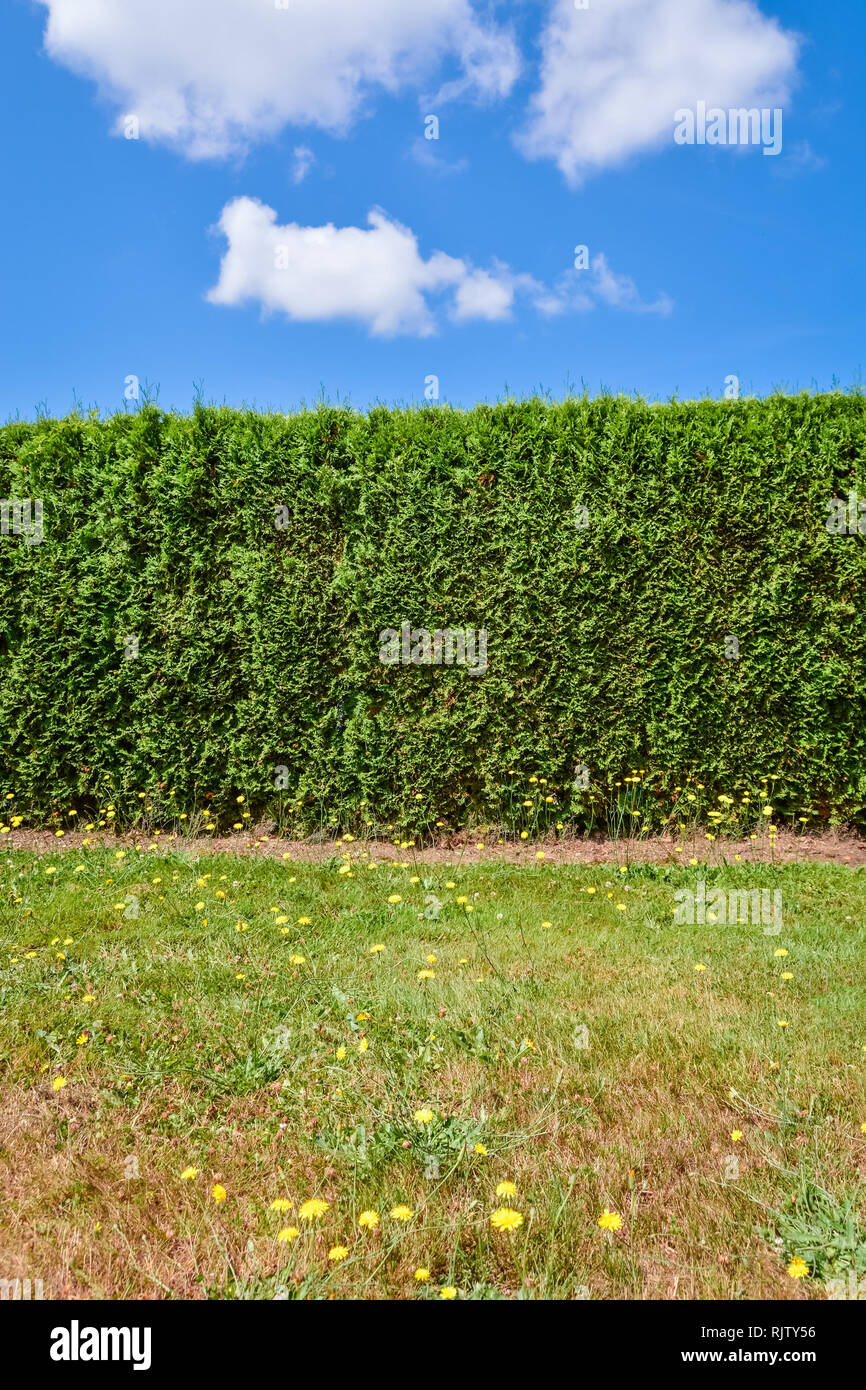 Green hedge and lawn in front on blue sky background Stock Photo Alamy