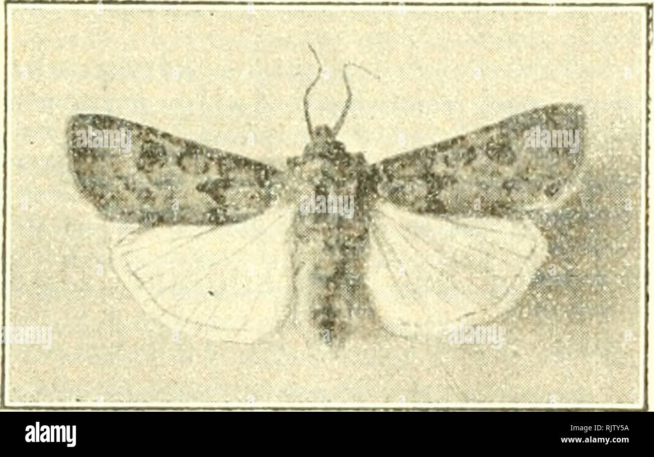 Disegni Naturali High Resolution Stock Photography And Images Alamy