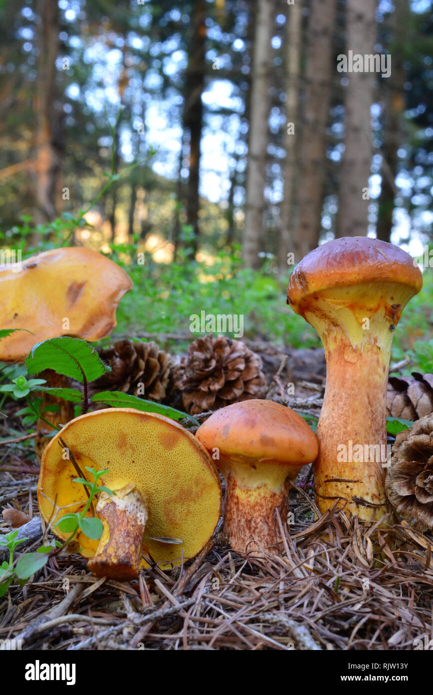 Larch Bolete mushrooms, or Suillus grevillei, delicious edible mushrooms in natural habitat, in the forest,  under larch tree, vertical orientation Stock Photo