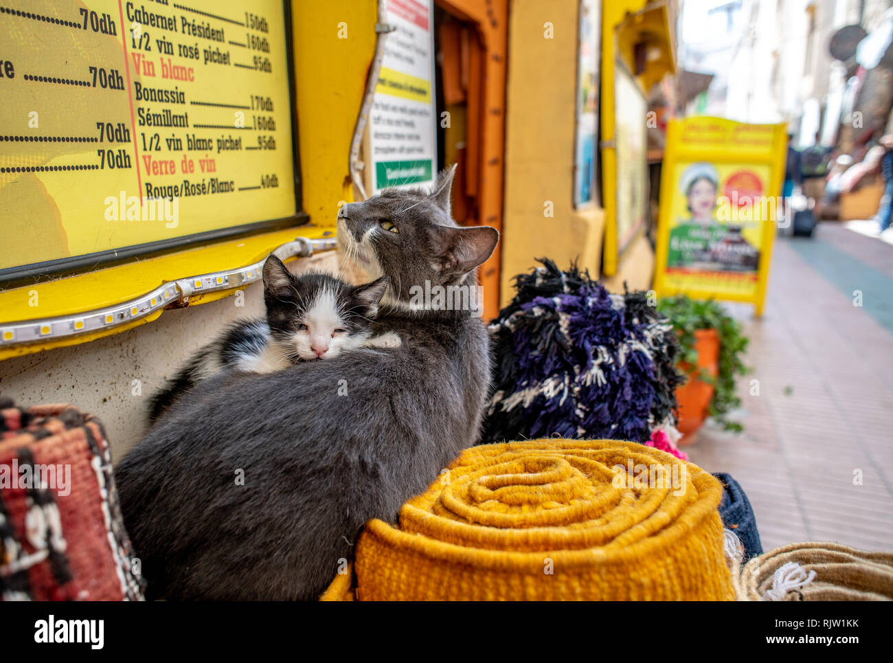 Kitten Resting on its Mother, Essaouira, Marrakesh-Safi, Morocco Stock Photo