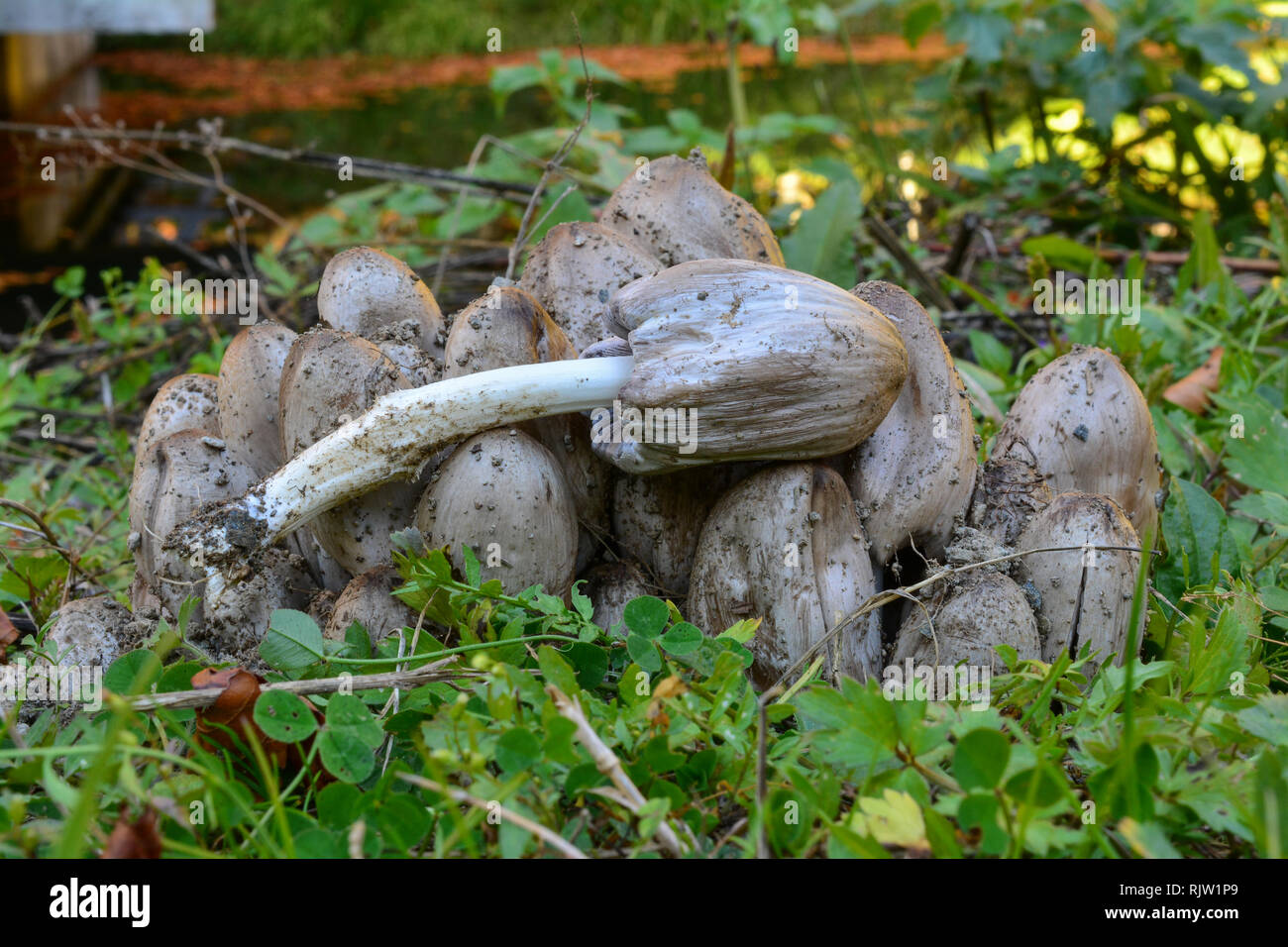 Cluster of Coprinus atramentarius or Common Inkcap, or Tippler's bane mushrooms  in natural habitat, delicious edible mushroom Stock Photo