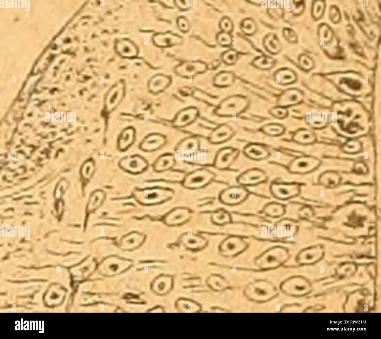 O Uri High Resolution Stock Photography And Images Alamy
