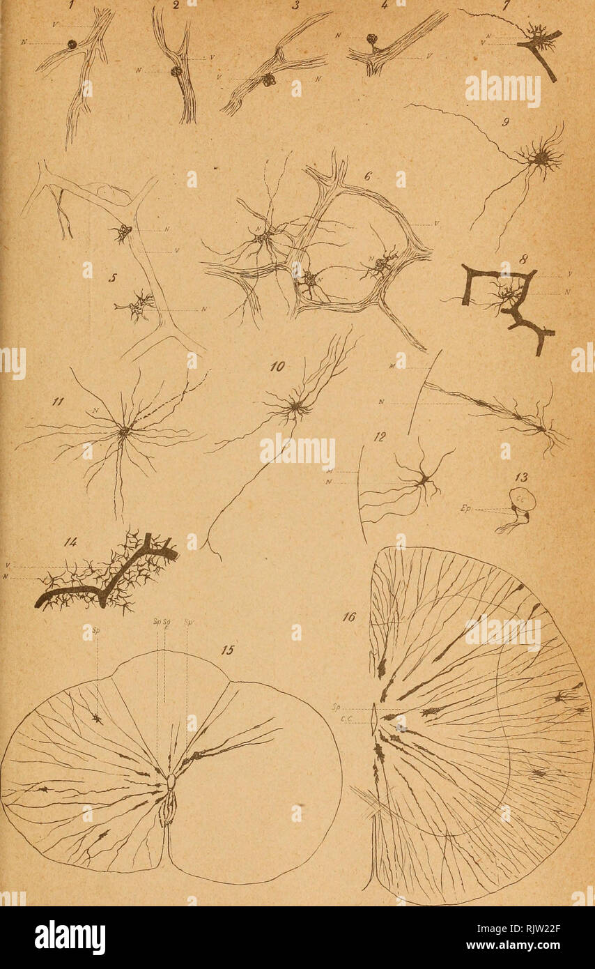 Chi K Hi Res Stock Photography And Images Page 6 Alamy Chi K Hi Res Stock Photography And Images Page 6 Alamy