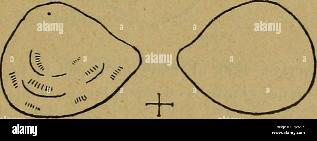 . Atti della SocietÃ dei naturalisti e matematici di Modena. â 41 â Ot. (GÃ¹bius) intimus Schub. â Perchtoldsdorf. Â» (Gobius) praeclarus Pr. â Neudorf, mioc. Â» ( GobÃ¬us ) pretiosus Schub. â Steinabrunn, mioc. Â» (Pevcidarum) moguntinus Kok. â Weisenau, mioc. Â» (Box?) insigni* Ã¬ Pr. â Grunnenhausen. Nel materiale di Montegibbio e nella Fossetta rinvenni nu- merosi esemplari di un otolito che Koken, nel suo primo lavoro, aveva battezzato Ot. (Gudidaram) Meyeri; il confronto colle nu- merose forme di Ophidium noti permette di assegnarlo con sicu- rezza a questa famiglia. Nelle sabbie di Gall Stock Photo