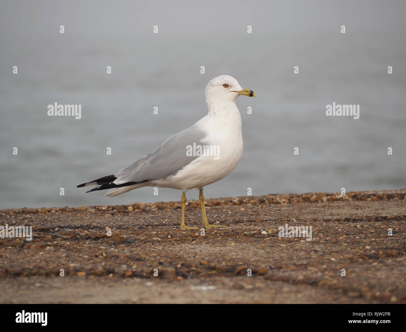 A Ring-billed Gull stands on the south jetty on a foggy day in Port Aransas, Texas USA. Stock Photo