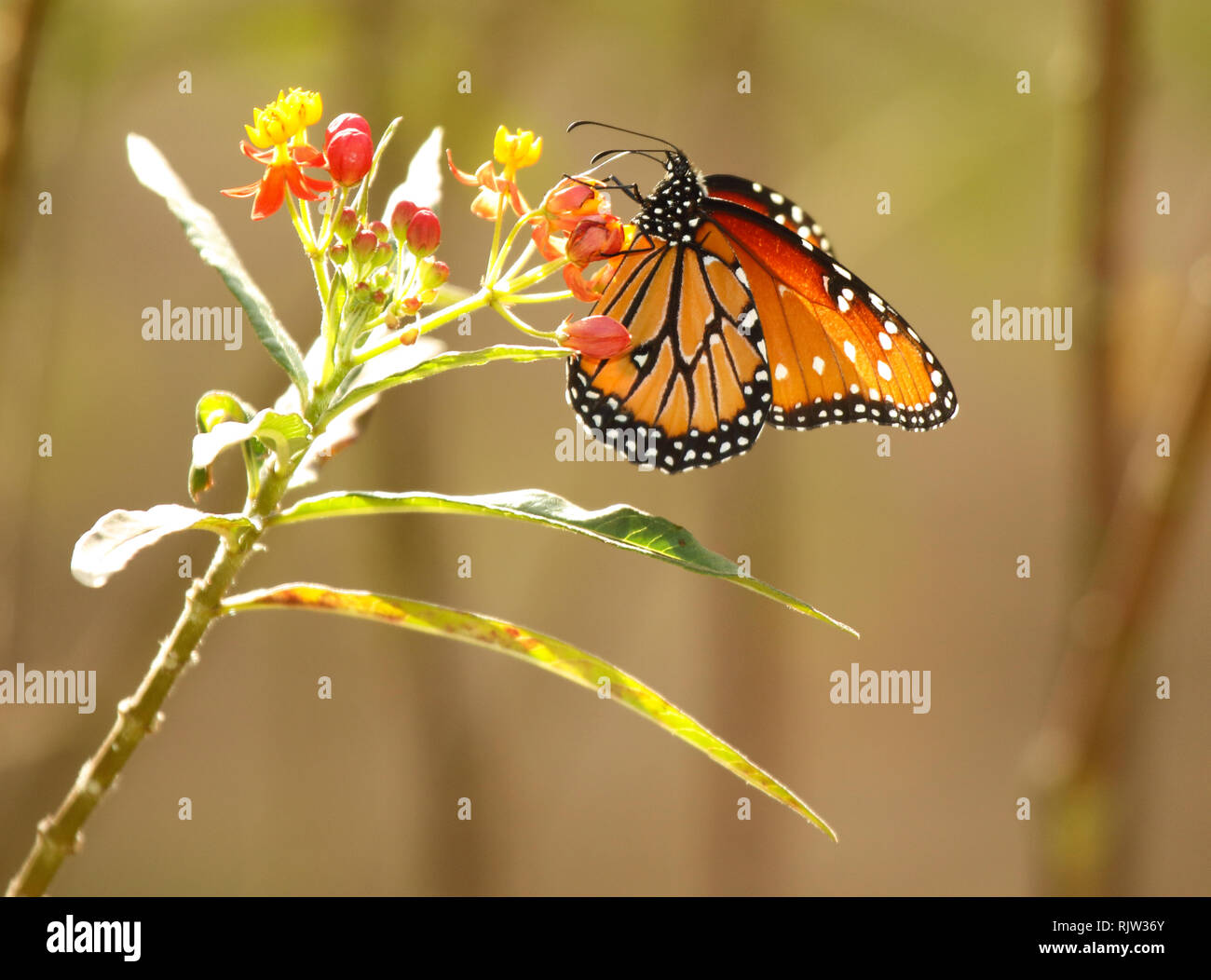 Monarch butterfly on flowers hi-res stock photography and images - Alamy