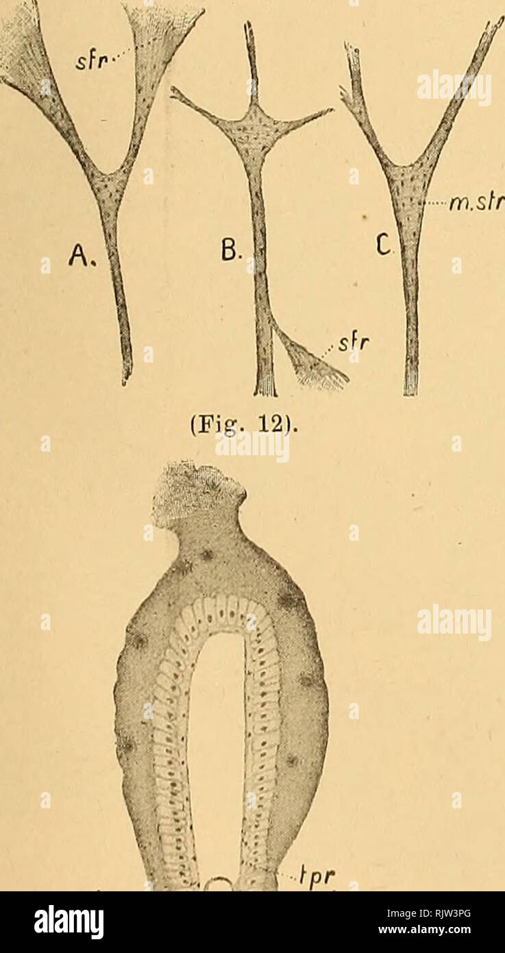 . Atti della SocietÃ toscana di scienze naturali, residente in Pisa. Natural history; Science; Science. CONTRIBUZIONE ALLO STUDIO DEL TUBO DIGERENTE DEGLI ARTROPODI 31 ,, ^'-rx?&lt;rr^0K^^ n,-J'S: mtr- &quot;Â£$. ' mi* Tir (Fig. 10). consta di fascetti equidistanti, i quali de- corrono parallelamente nel senso longitudi- nale del Mesointestino. Questi fascetti man- dano delle derivazioni (Fig. 3 A, B, C) che li uniscono tra di loro. Essi sono pure uniti coi fascetti della tunica trasversale mediante derivazioni che questa invia sui muscoli lon- VsvJt^. (Fig. 11). 1. tr er &lt;jÂ£K â &quot; Stock Photo