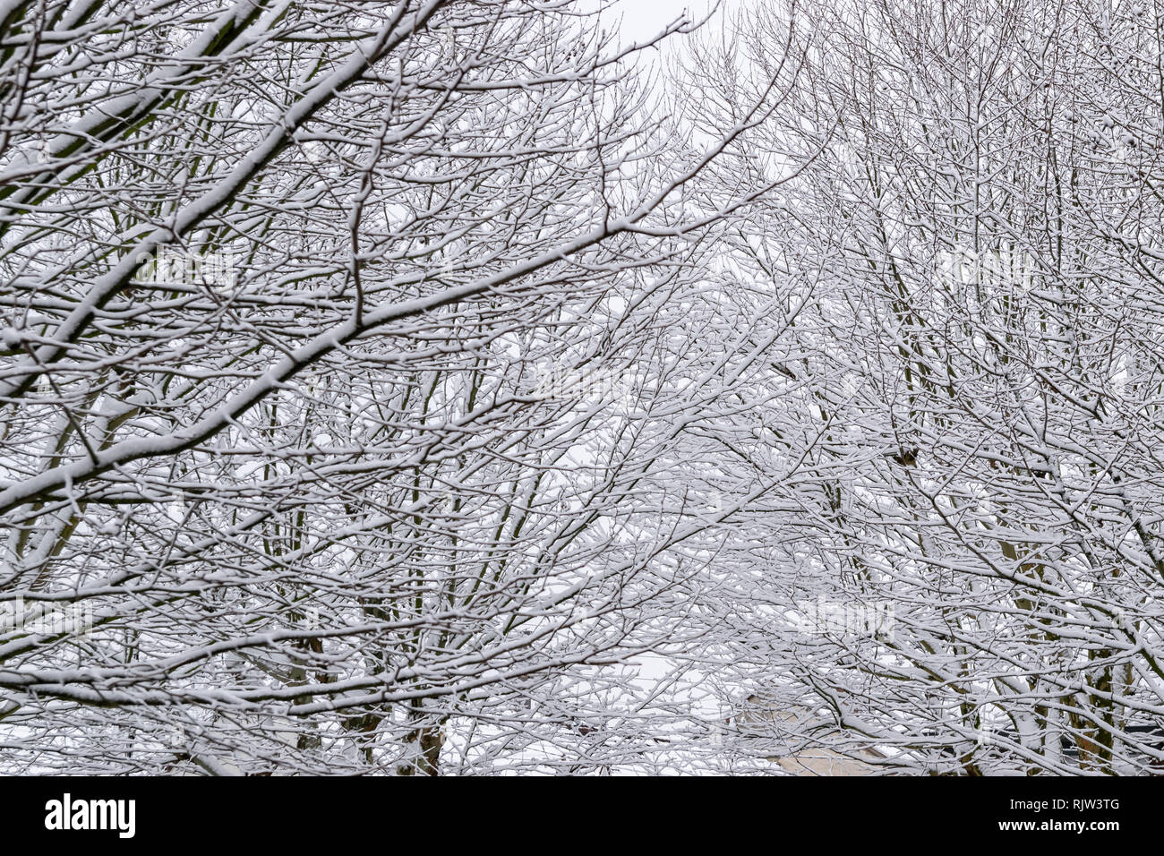 Branches of tree during snow hi-res stock photography and images - Alamy
