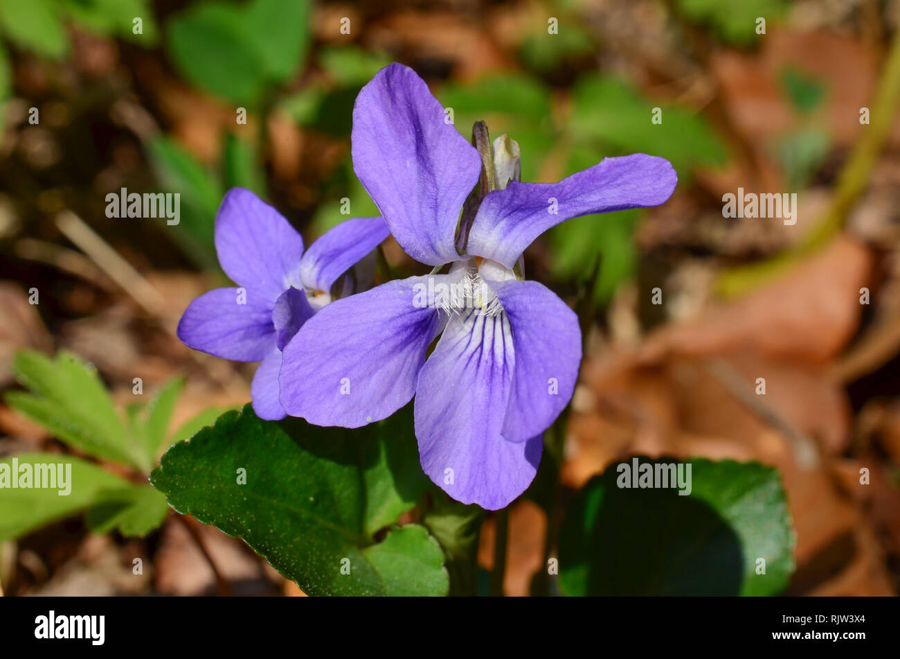 Close up shot of violets flowers blooming in spring meadow Stock Photo