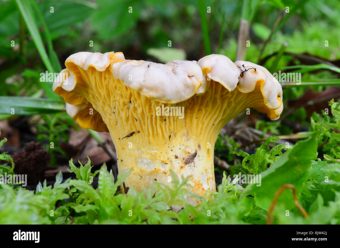 Macro shot of edible Cantharellus cibarius or Chanterelle, or Girrole mushroom growing  in a moss Stock Photo