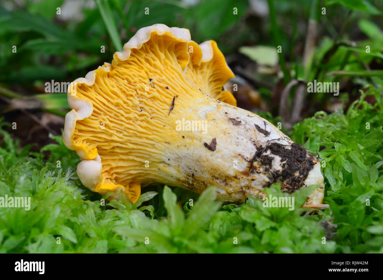 Macro shot of edible Cantharellus cibarius or Chanterelle, or Girrole mushroom in a moss Stock Photo