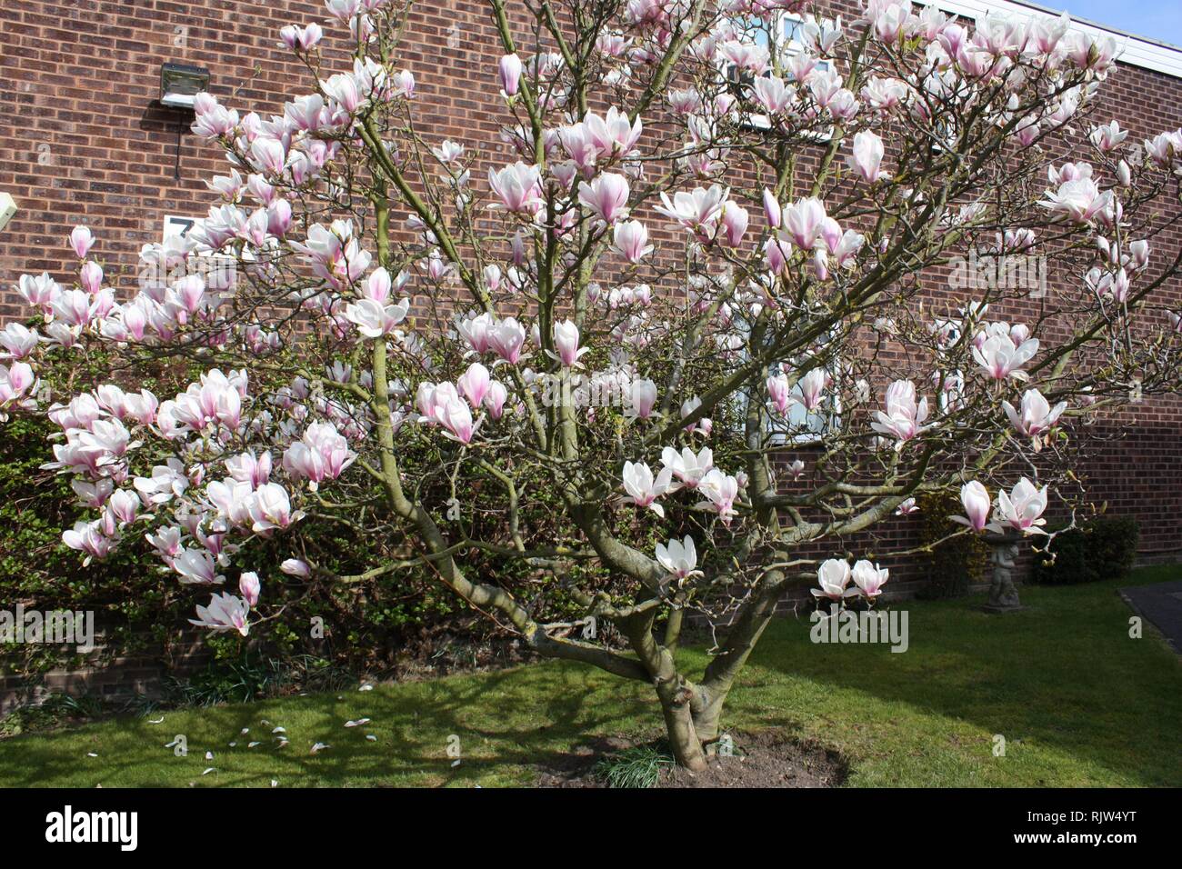 Pink magnolia flowering tree Stock Photo
