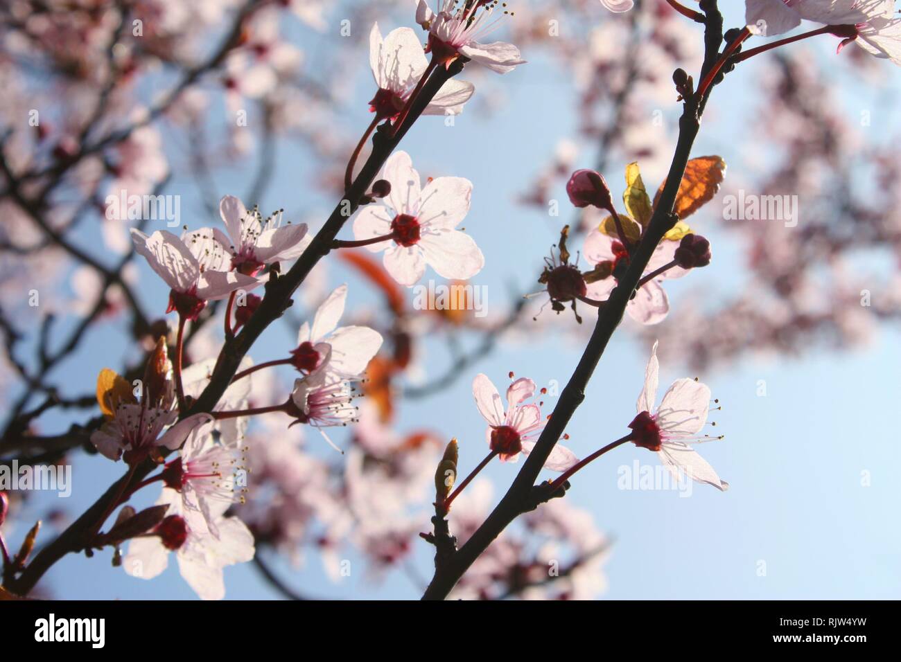 Pink cherry blossoms Stock Photo
