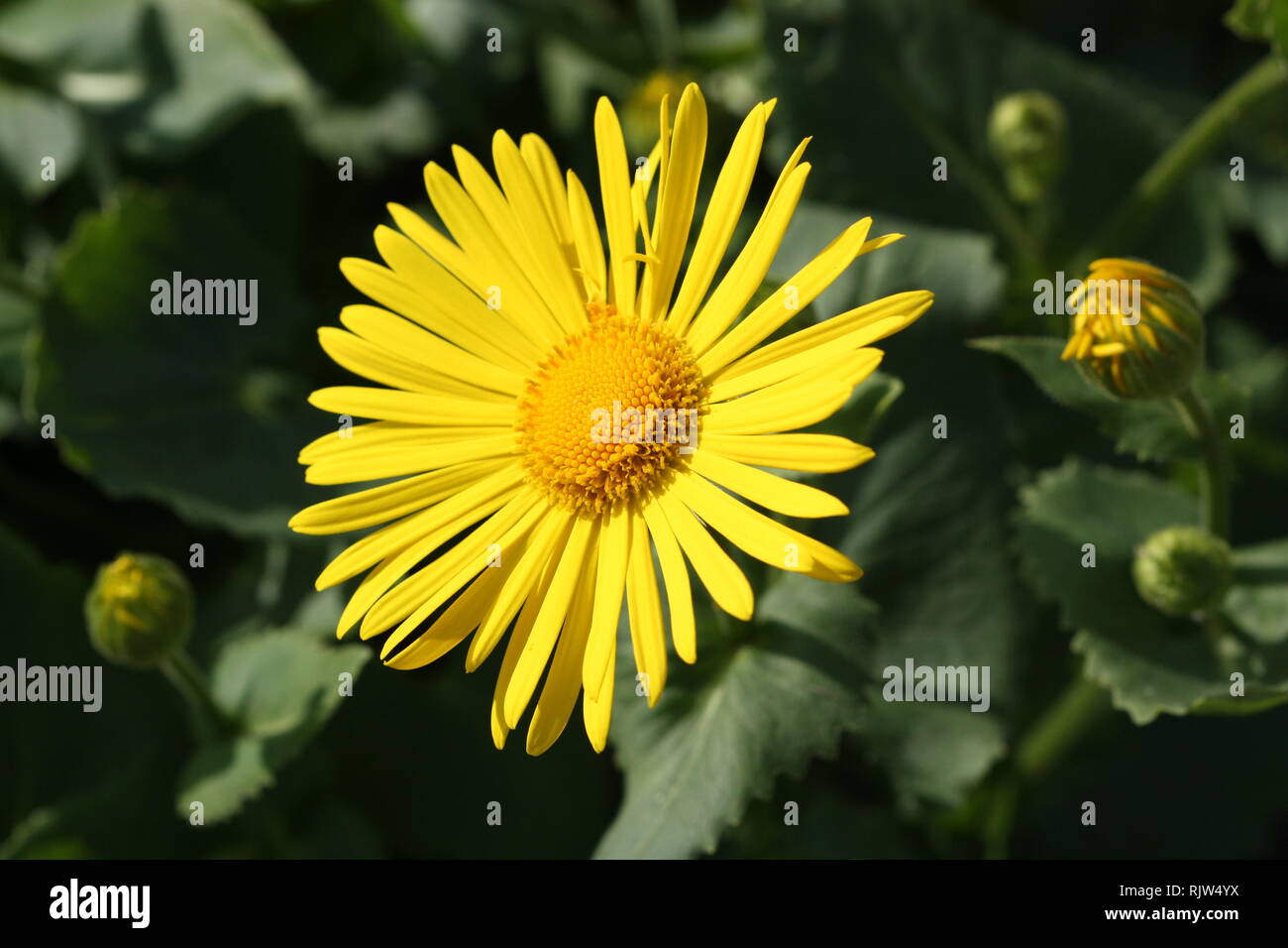 Yellow daisy flower Stock Photo