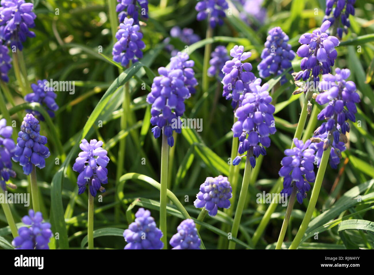 Blue grape hyacinth flowers Stock Photo