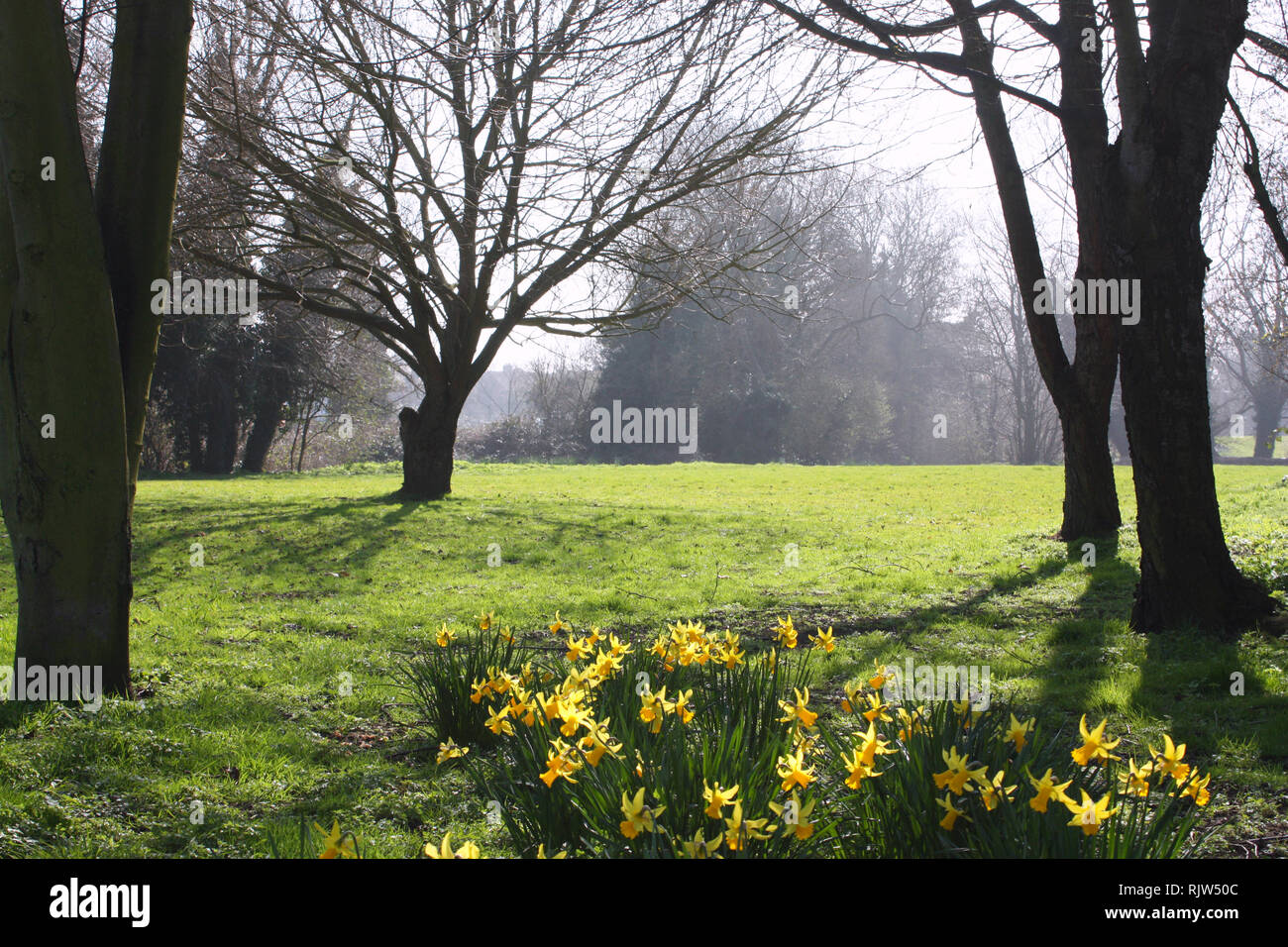 Daffodil blooms in a park in spring season Stock Photo