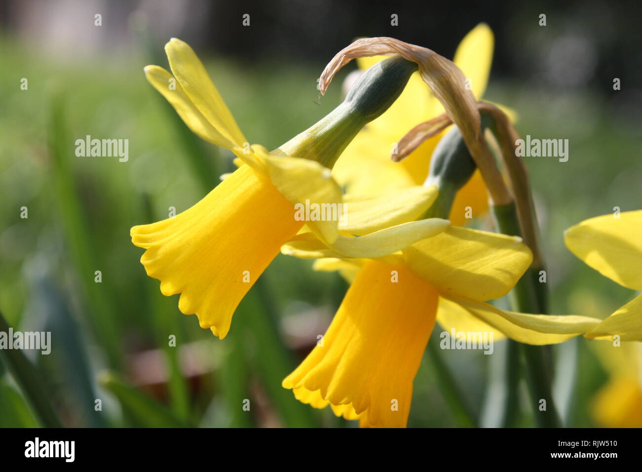 Yellow daffodil flowers Stock Photo