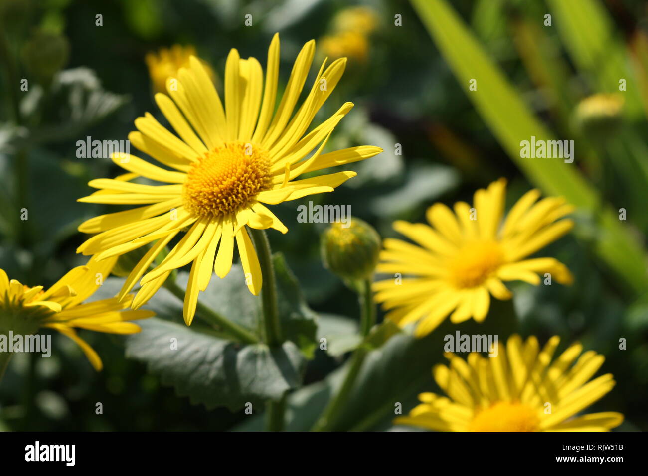 Yellow flowers grow in garden hi-res stock photography and images - Alamy