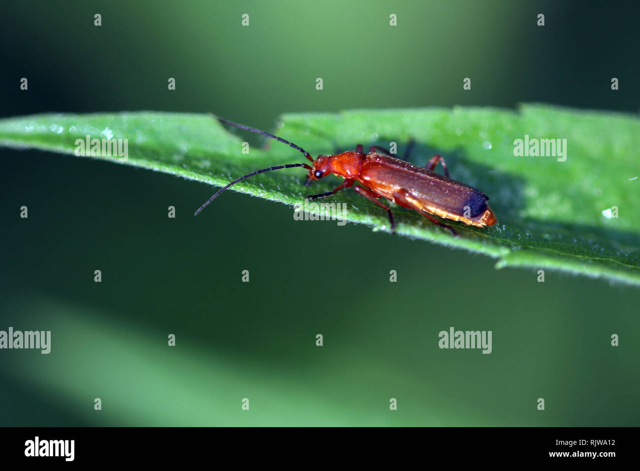 Beetle in Marsh near Grafton Ontario Stock Photo