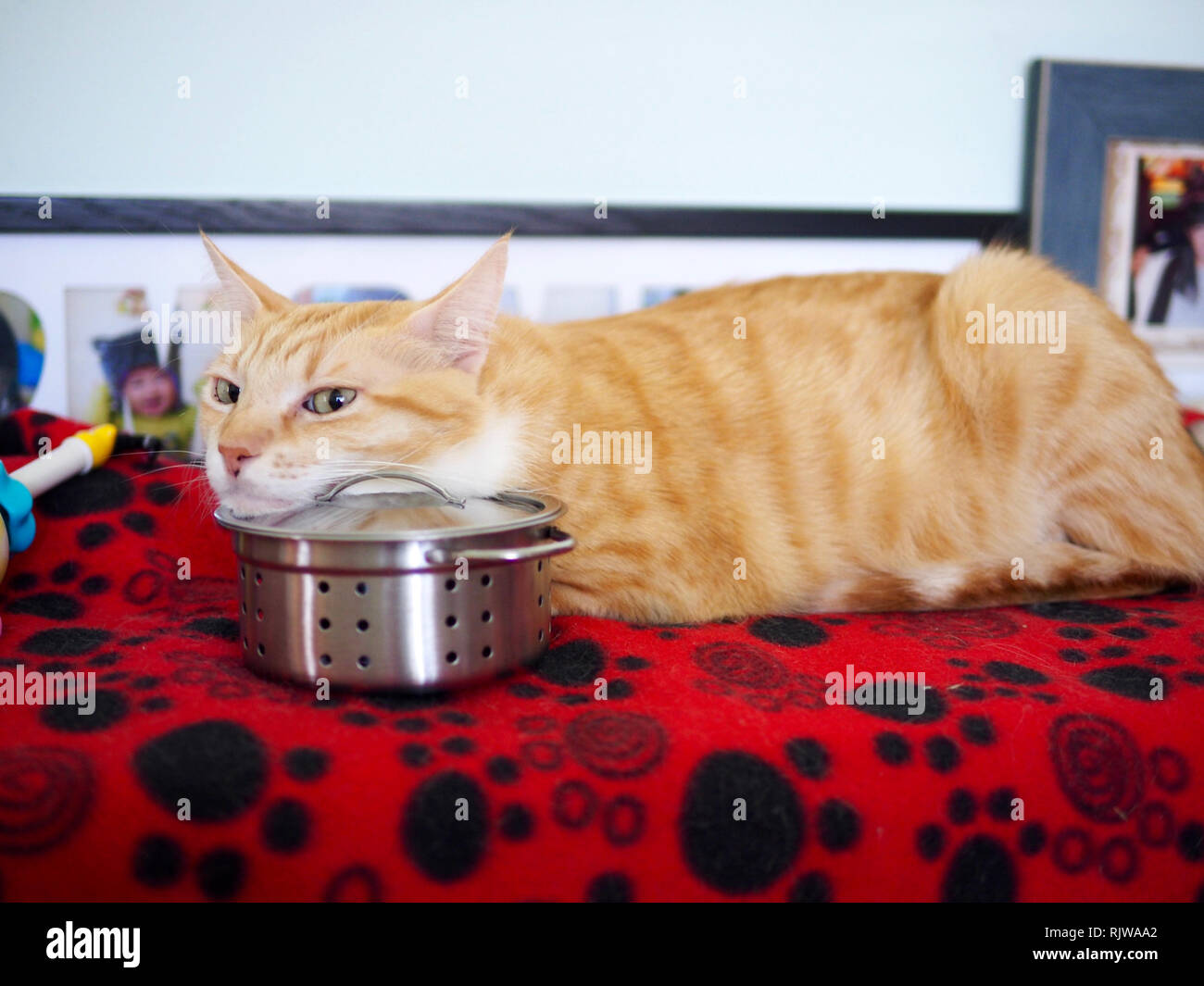 Mika the orange tabby puts his chin on a toy pot Stock Photo