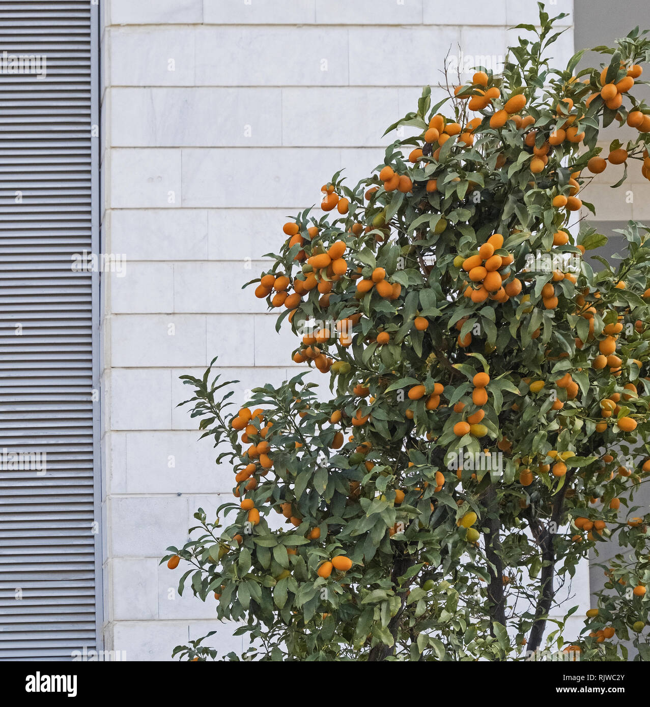 Kumquats are a group of small fruit-bearing trees in the flowering plant family Rutaceae Stock Photo