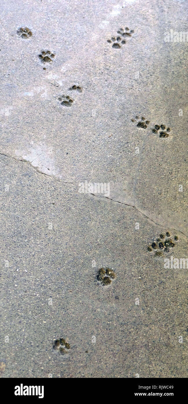 Imprints of a cat's paw in quickly hardened concrete, forever remaining