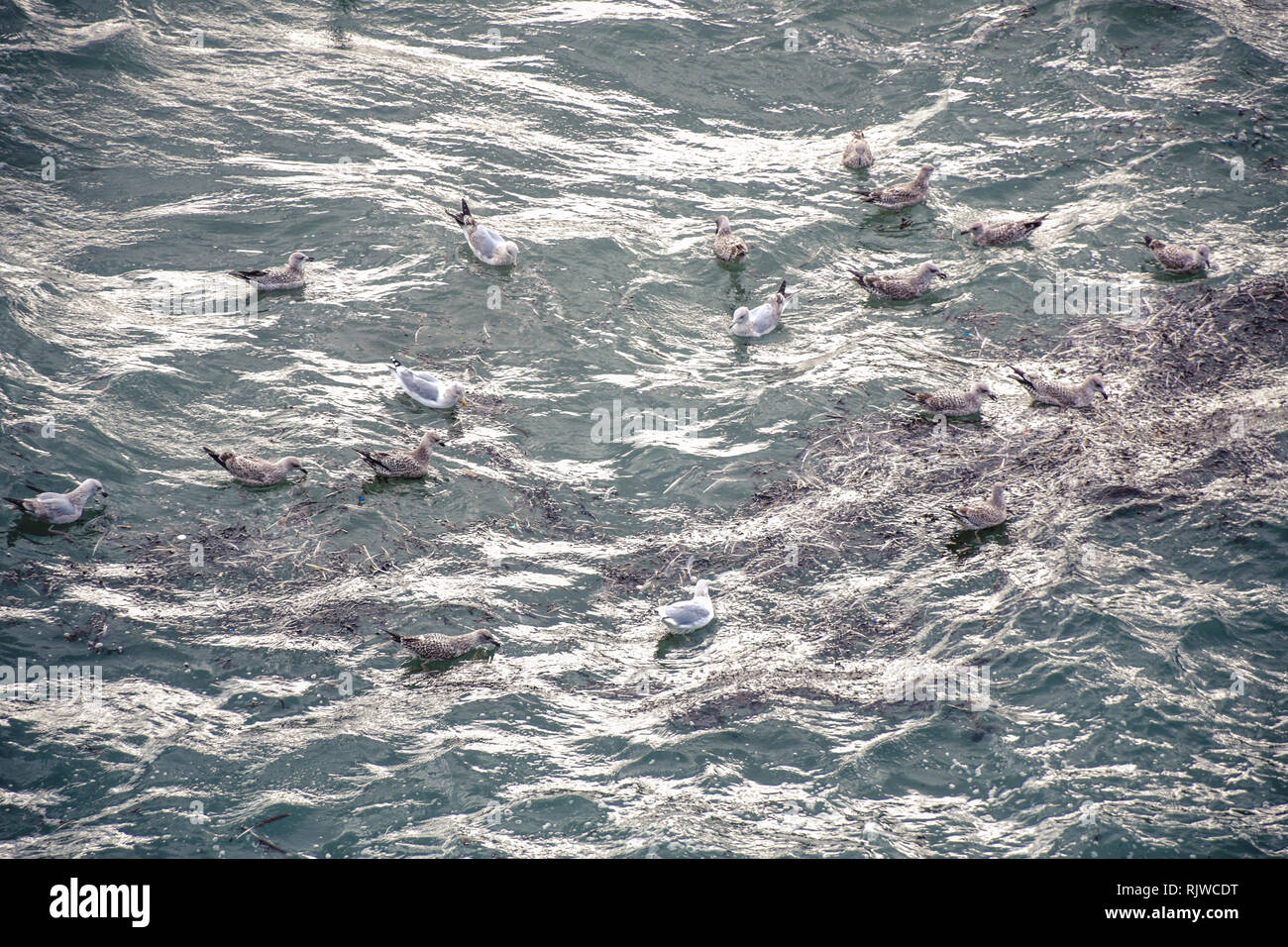 Seagulls (birds) are floating and swimming at the sea water surface