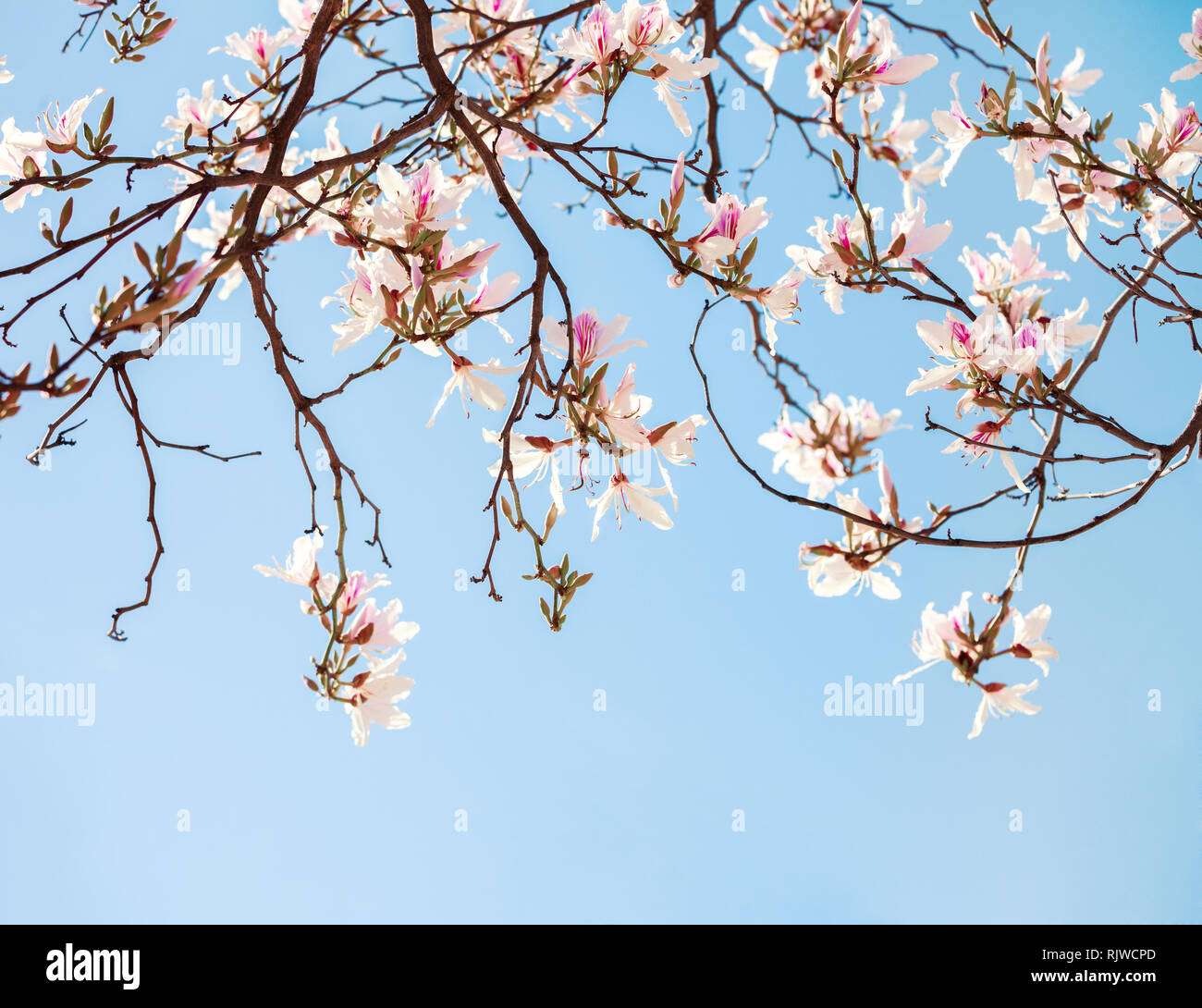 Beautiful light pink  flowers (Orchid Tree) on blue sky background. Stock Photo