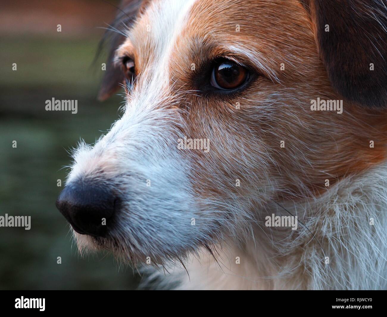 Cheeky dog head close up Stock Photo