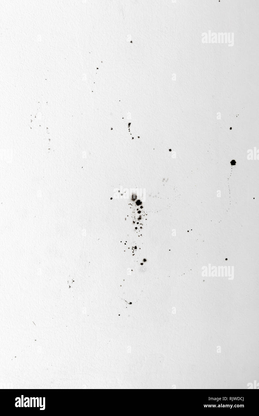 Mold on white wall texture or background. Mold growth on white surface