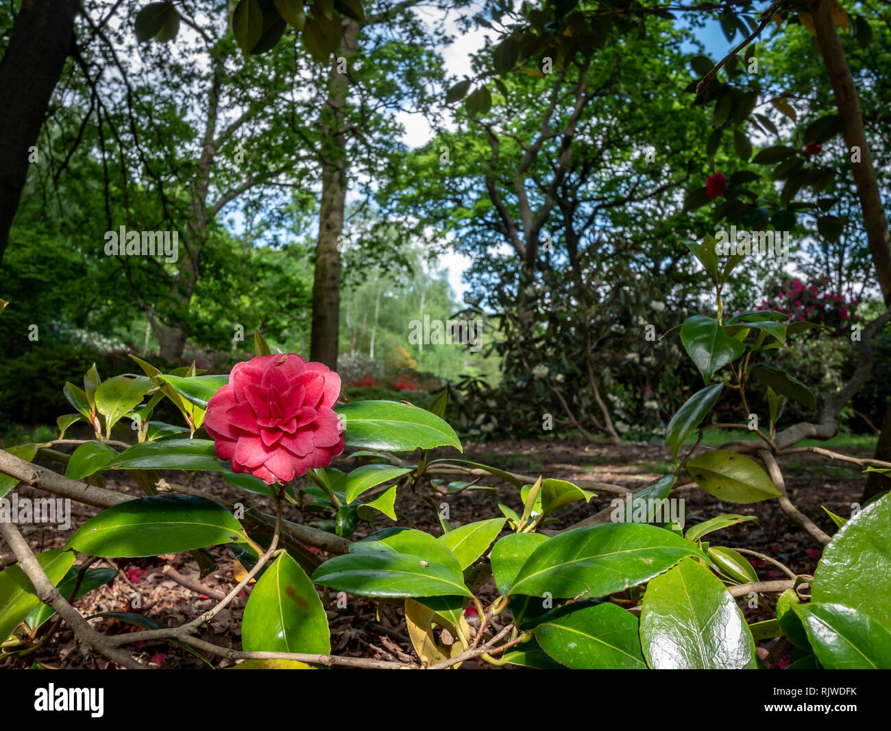 Rhododendron in woodland clearing Stock Photo