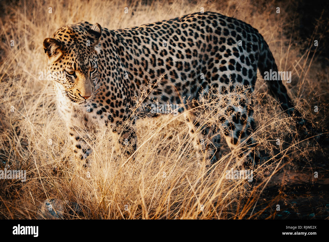 Portrait of a leopard in a large outdoor enclosure at sunset on a farm in Namibia Stock Photo