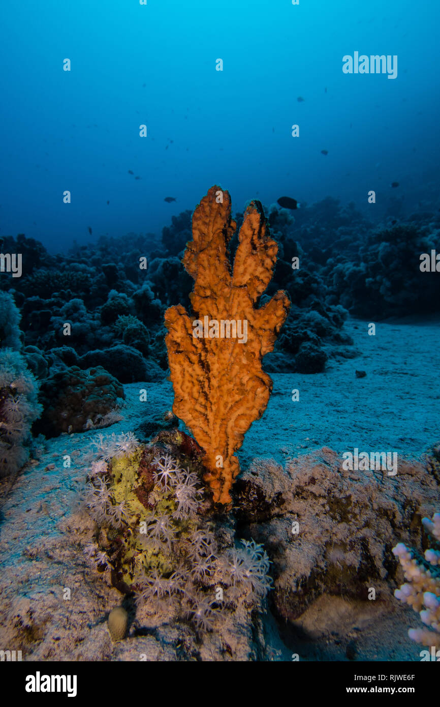 Orange hard coral emerging from the reef in the Red Sea, Egypt Stock Photo