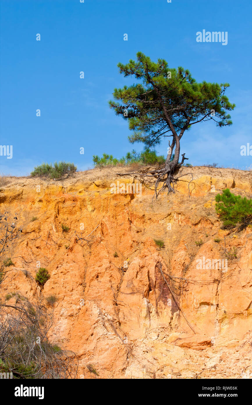 Pine tree algarve portugal europe hi-res stock photography and images ...
