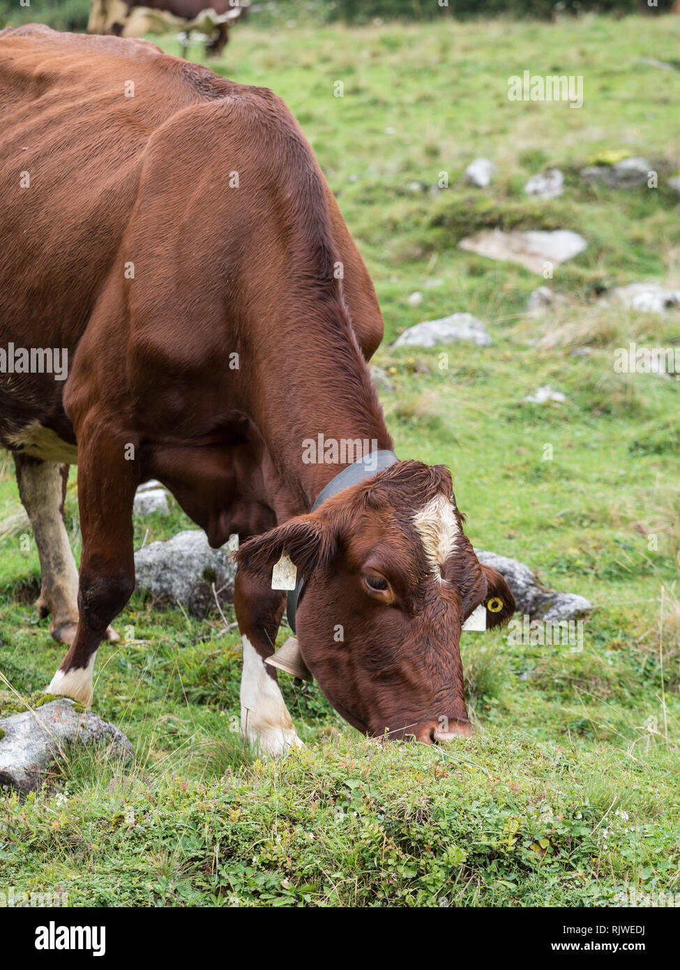 Milk cow on pasture Stock Photo