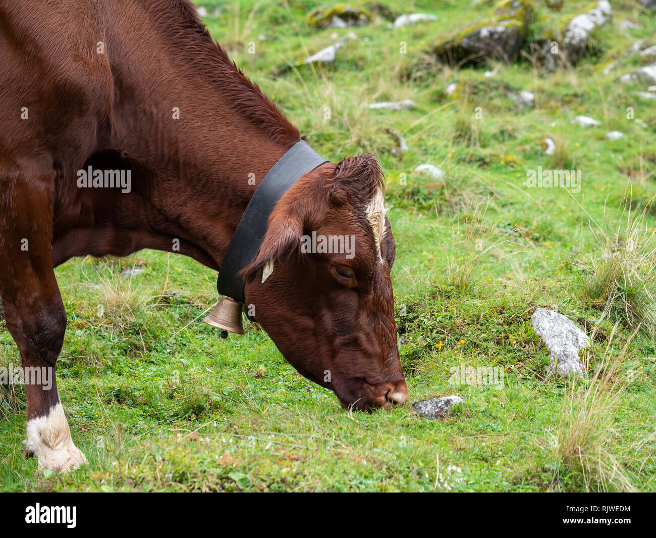 Milk cow on pasture Stock Photo
