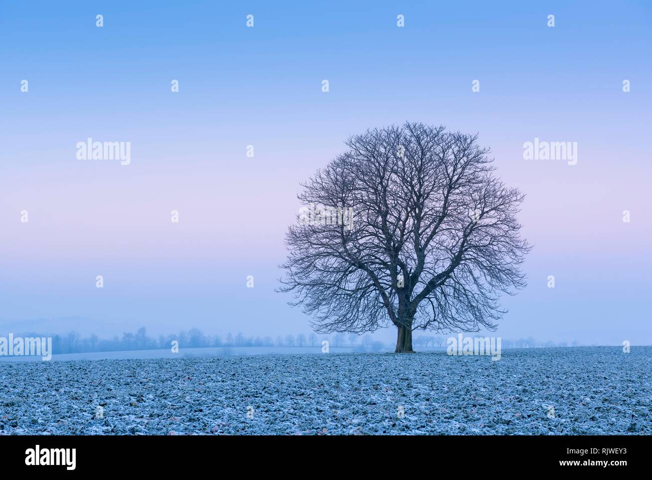 Cold winter morning, Horse chestnut (Aesculus hippocastanum) on field with Rape (Brassica napus) Winter seed, hoarfrost Stock Photo