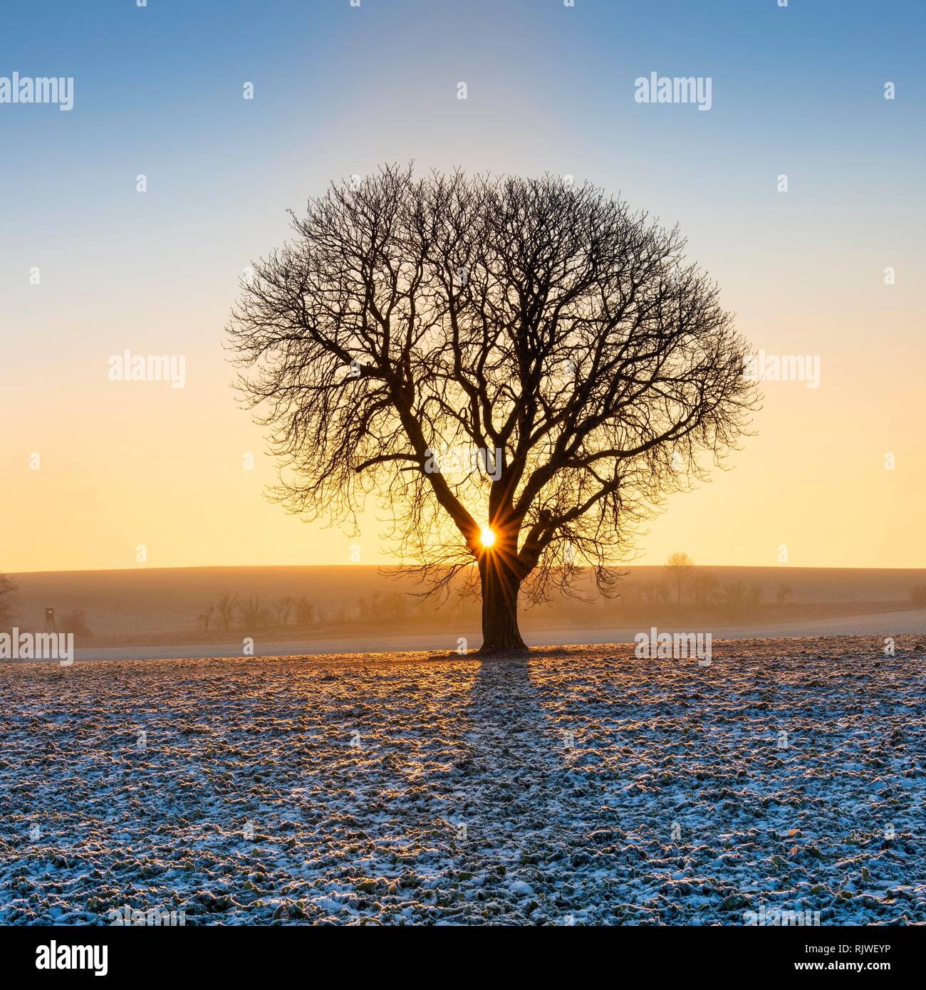 Sunrise in winter, Horse chestnut (Aesculus hippocastanum) on field with Rape (Brassica napus) Winter seed, hoarfrost Stock Photo