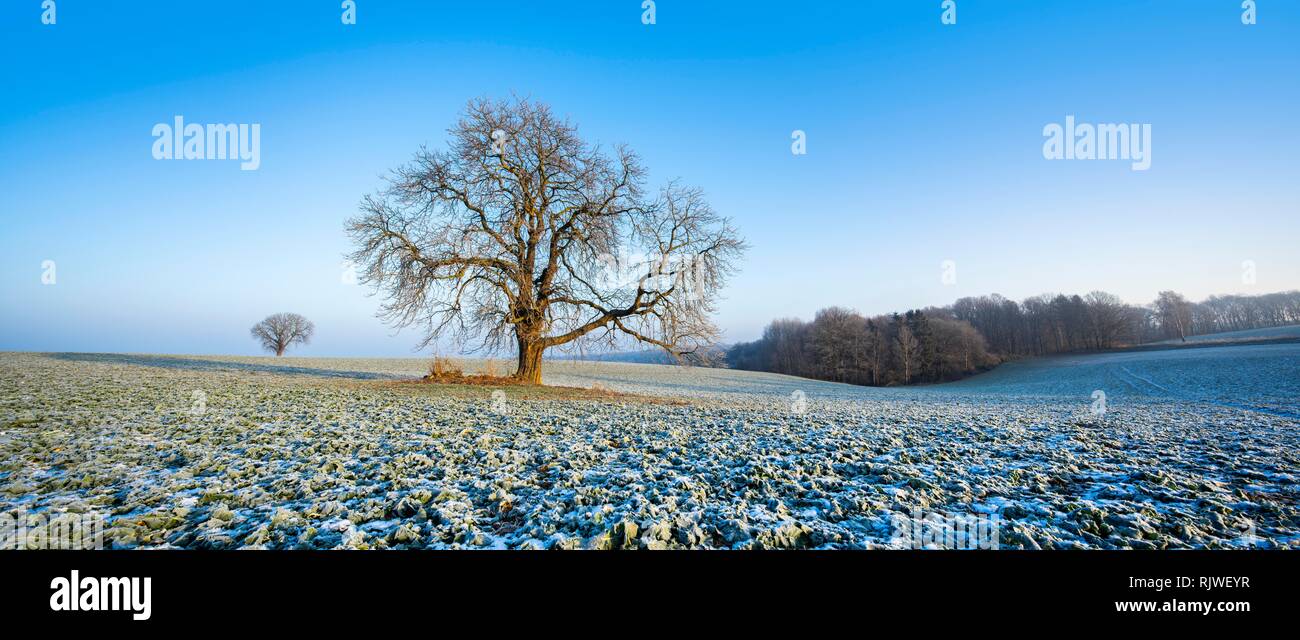 Cultural landscape in winter, horse chestnut (Aesculus hippocastanum) on field with Rape (Brassica napus) winter seed, hoarfrost Stock Photo