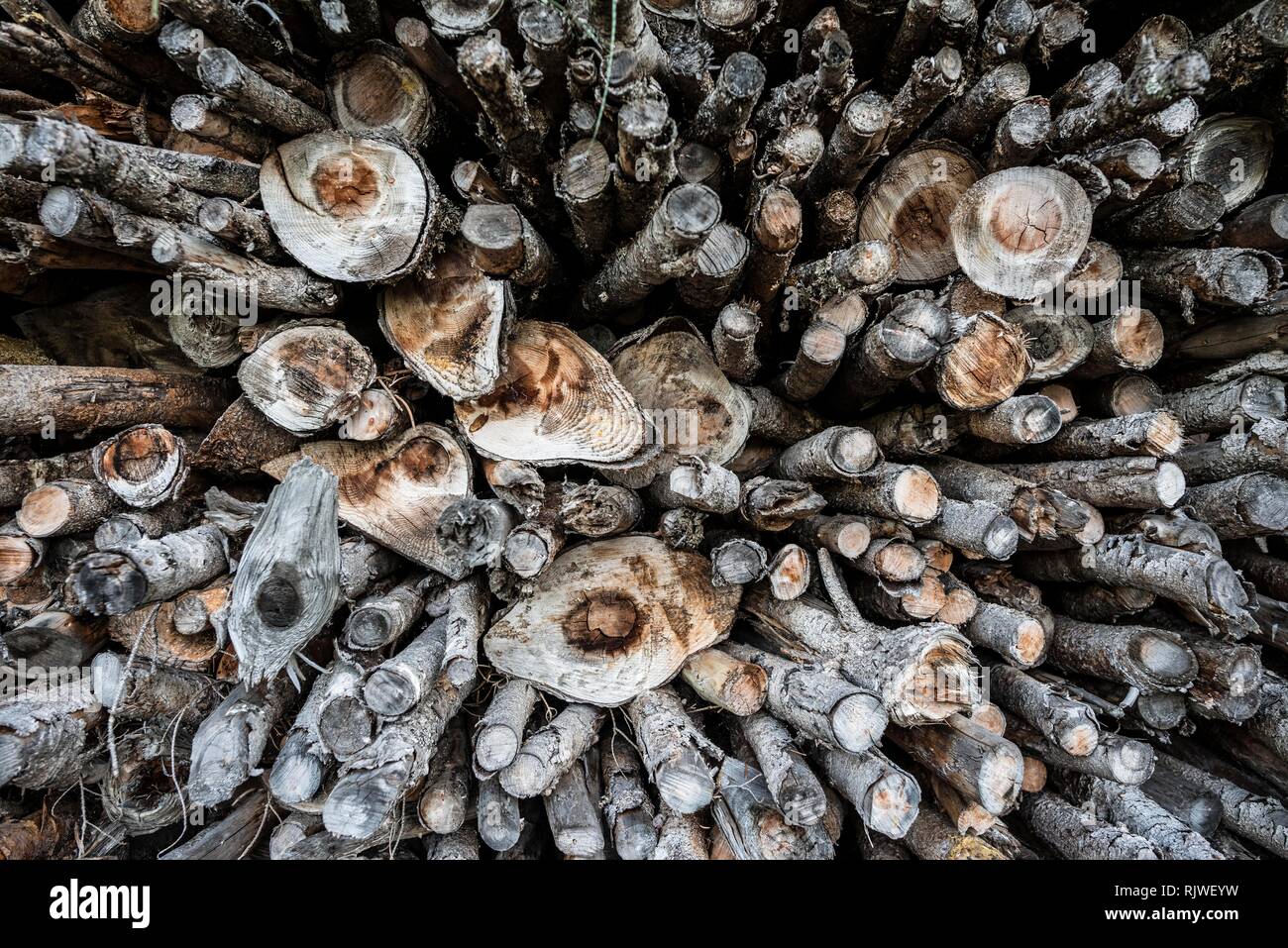 Stacked firewood, Baden-Württemberg, Germany Stock Photo