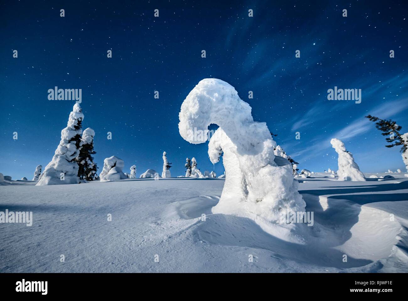 Night shot with starry sky in winter, snow-covered Pines (Pinus) in Riisitunturi National Park, Posio, Lapland, Finland Stock Photo