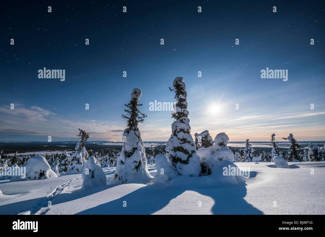 Night shot with starry sky in winter, snow-covered Pines (Pinus) in Riisitunturi National Park, Posio, Lapland, Finland Stock Photo