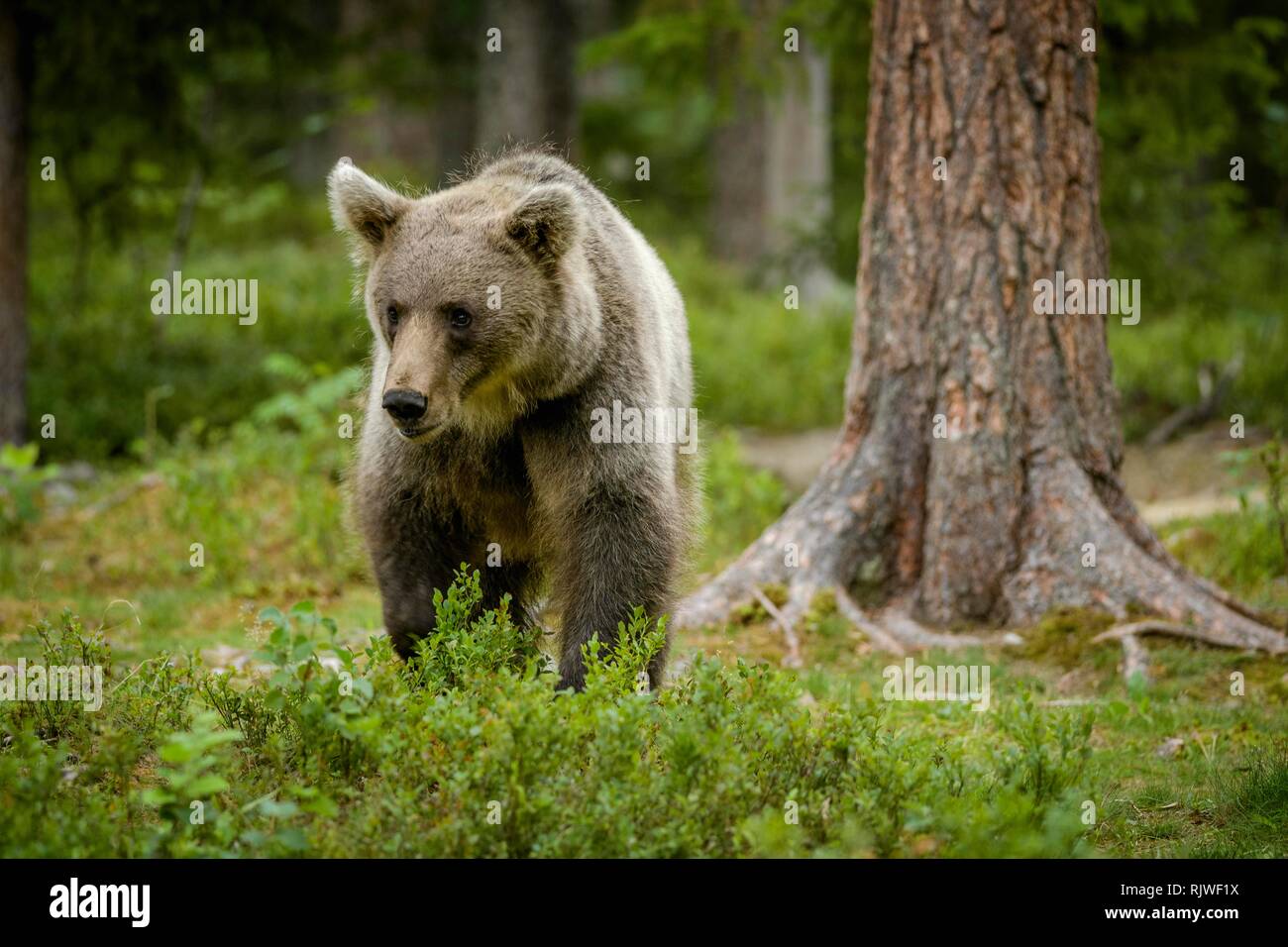 European brown bear (Ursus arctos arctos) runs in the forest, Suomussalmi, Kainuu, Finland Stock Photo