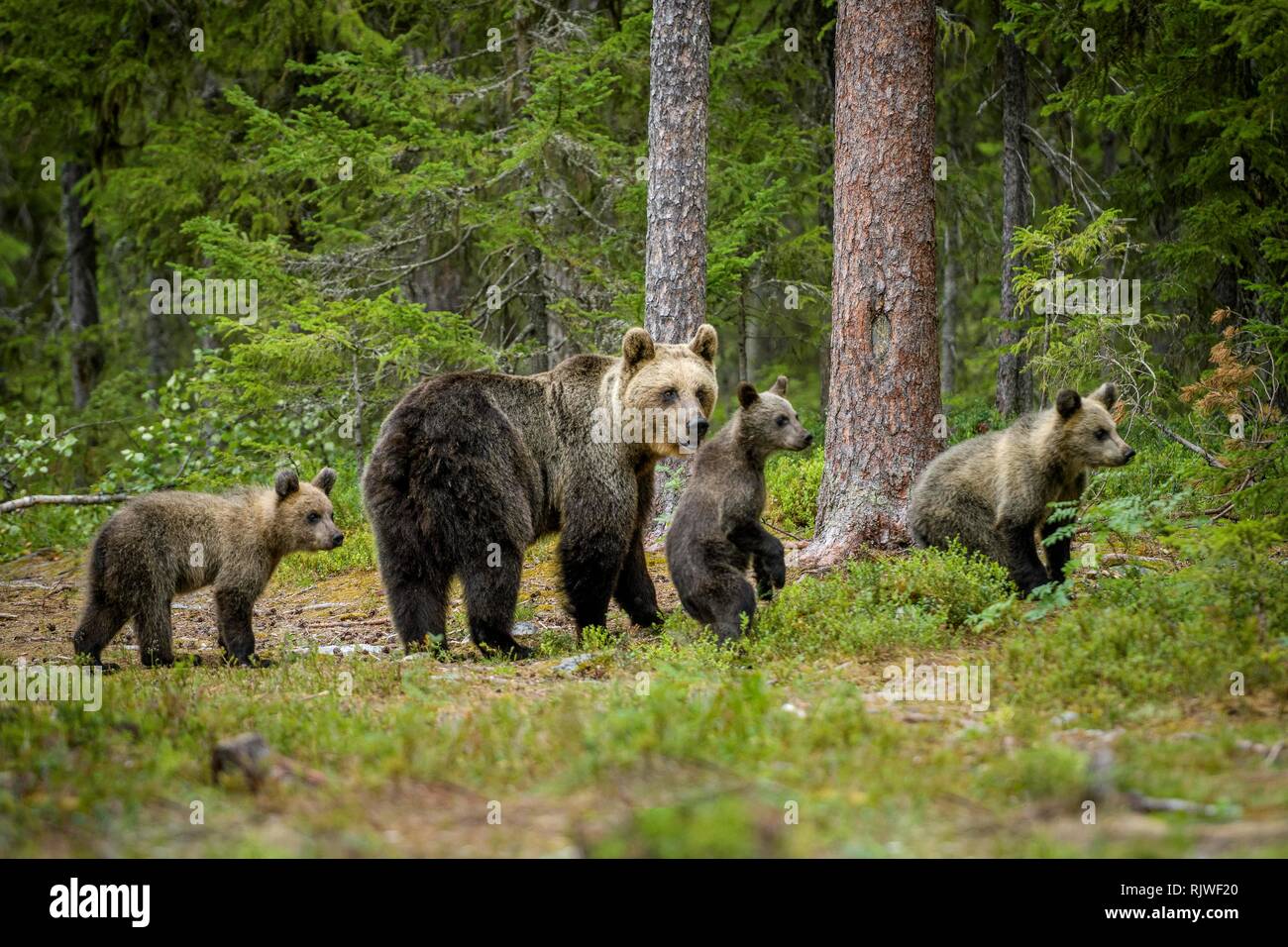 European brown bear (Ursus arctos arctos) in the forest, mother animal with three young animals, Suomussalmi, Kainuu, Finland Stock Photo