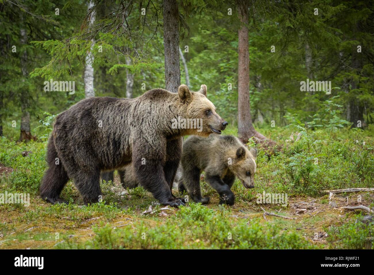 European brown bear (Ursus arctos arctos), mother animal with a young animal running in the forest, Suomussalmi, Kainuu, Finland Stock Photo